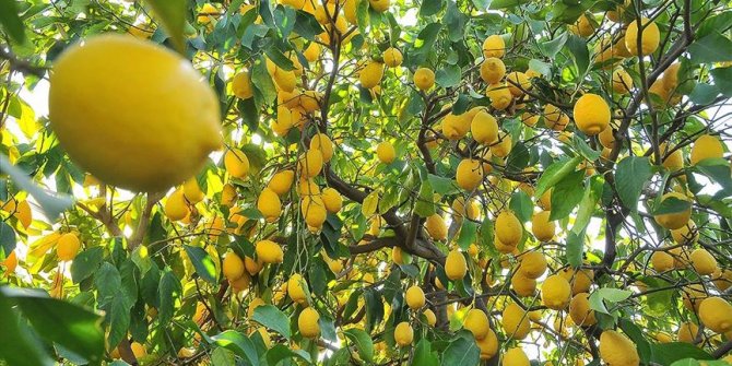 Limon ihracatı ön izne bağlandı