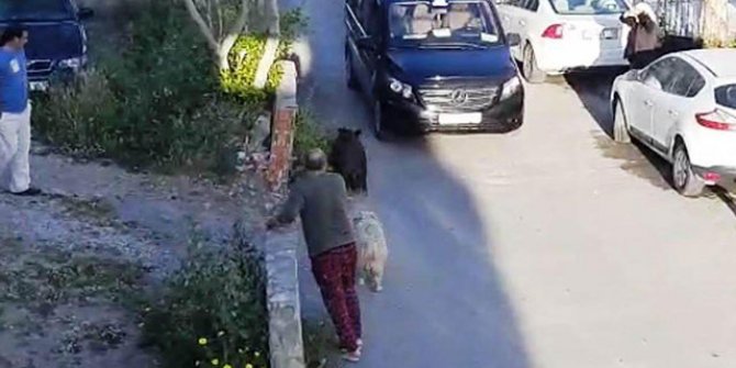 Bodrum'da gündüz vakti yaban domuzu görüntülendi