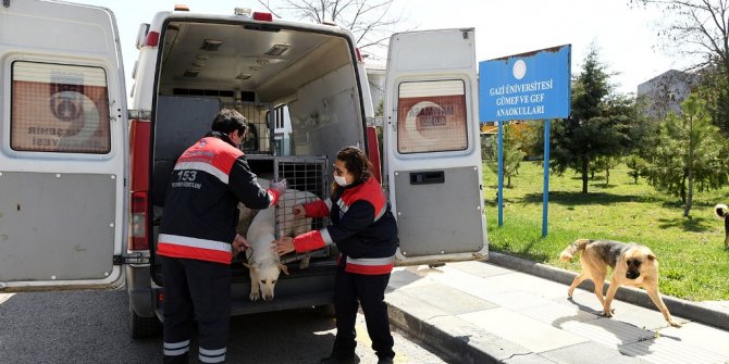 Sokak hayvanları tedaviden sonra yuvalarına kavuştu