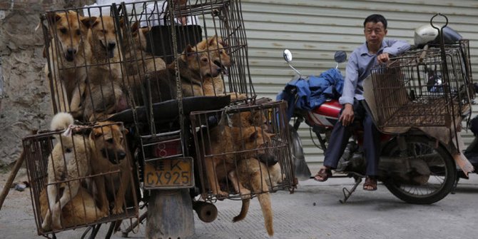 Çin köpek yemeyi yasaklıyor