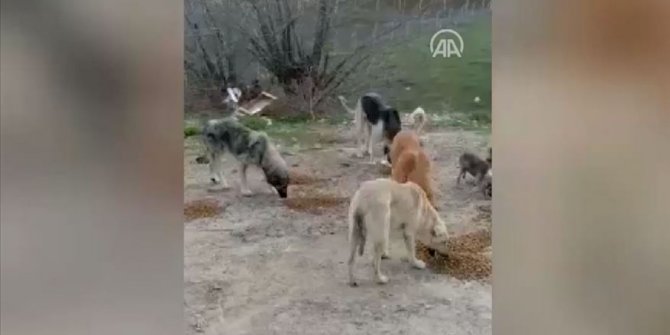 Sokağa çıkma yasağı uygulanan Başkentte sokak hayvanları unutulmadı