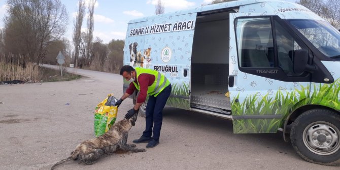 Pursaklar Belediyesinden sevimli dostlara şefkat eli