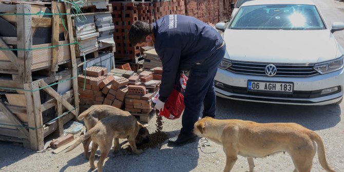 Yenimahalle’de sokak hayvanları da unutulmadı