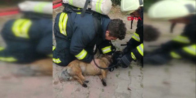 Kahraman itfaiyeci, köpekleri hayata döndürdü