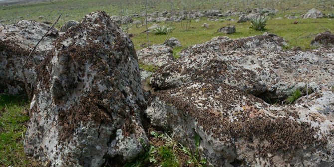 Şanlıurfa'nın Siverek ilçesinde binlerce çekirge görüldü