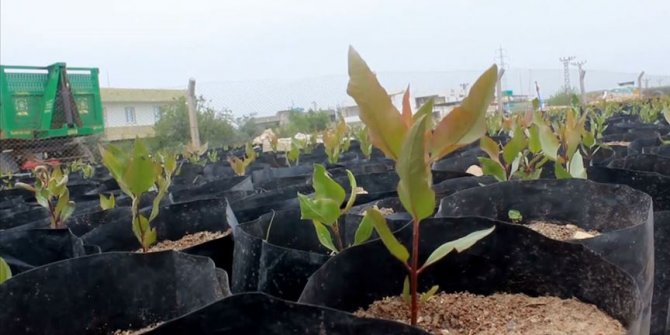 Suruç Ovası'nda fıstık üretimi yaygınlaştırılacak