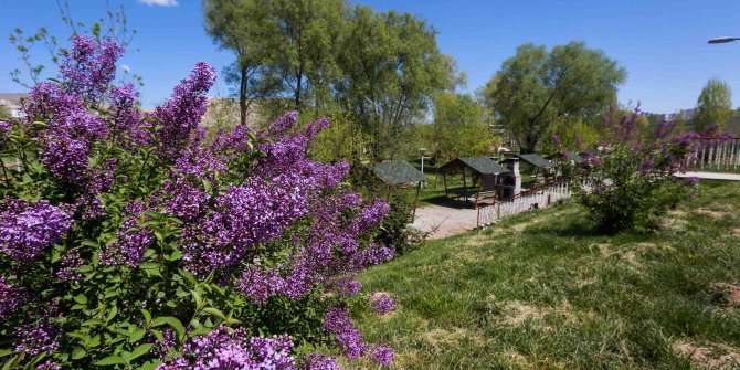 Başkent’in en büyük mesire alanı Yakacık gün sayıyor