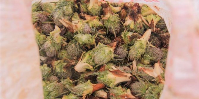 Şifa kaynağı kengerin doğadan sofralara zahmetli yolculuğu