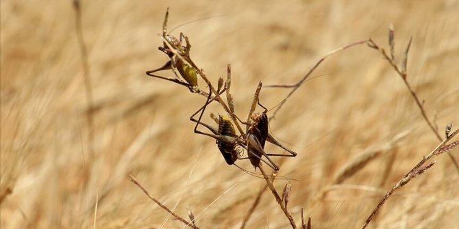 Çekirgeler İran'ı kuşattı, 6 eyaleti daha istila ettiler