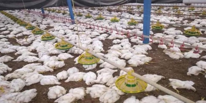 Sakarya'da kuş gribi şüphesiyle 700 bin tavuk itlaf edildi