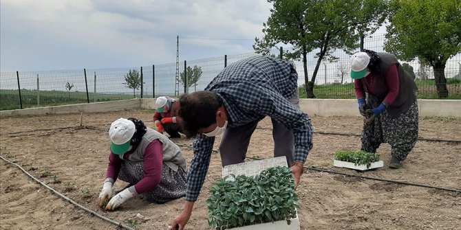 'Ata tohumları' Polatlı'da toprakla buluştu