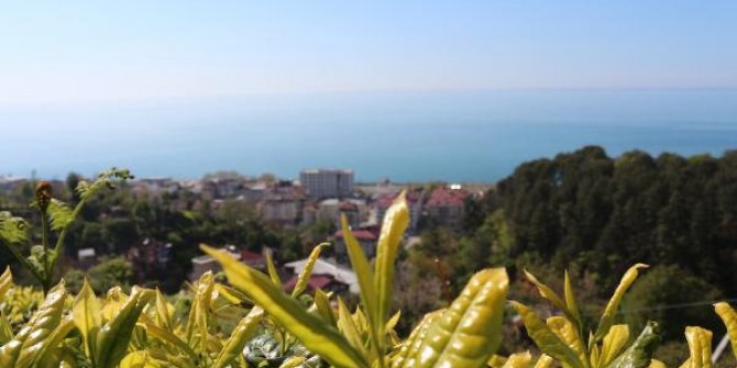 2 bin çay işçisi aranıyor
