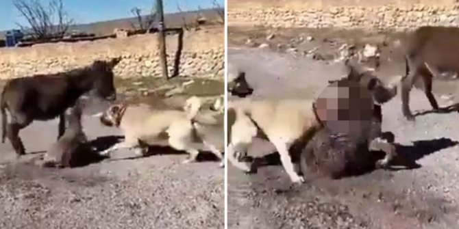 Çoban köpeklerini, eşek yavrusuna saldırtan şüpheli yakalandı
