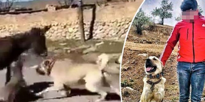 Çoban köpeklerini sıpaya saldırtan genç, serbest bırakıldı 