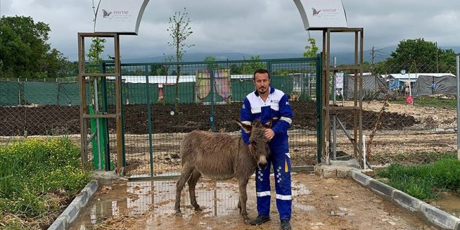Ankara'da yavrusuna köpeklerin saldırtıldığı eşek Bursa'da tedavi ediliyor