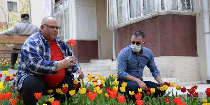 Pursaklar lalelerin göz alıcı güzelliği ile taçlanıyor