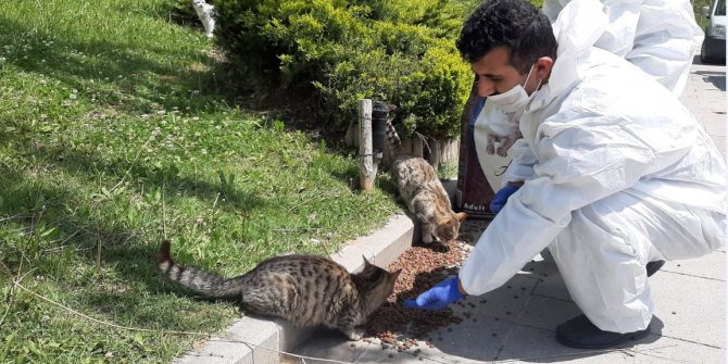 Etimesgut’ta sokak hayvanlarına yiyecek bırakılıyor