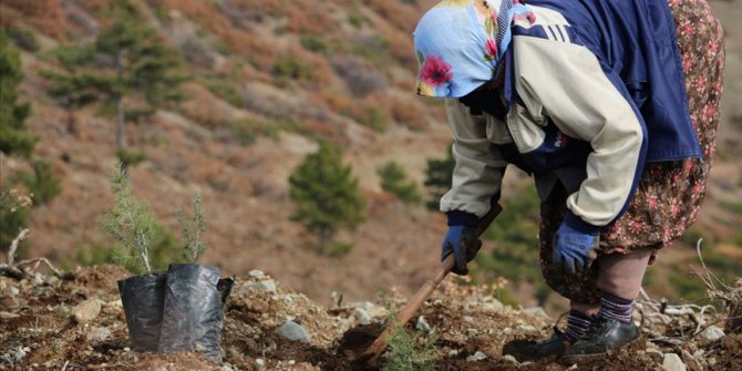 'Asırlık çınar' olan anneler için Sakarya'da 'Cennet Anneleri' adında hatıra ormanı kurulacak