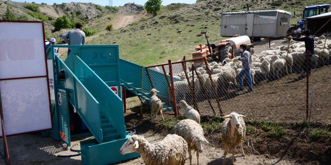 Ankara’da bir ilk: Mobil Koyun Banyoluğu 