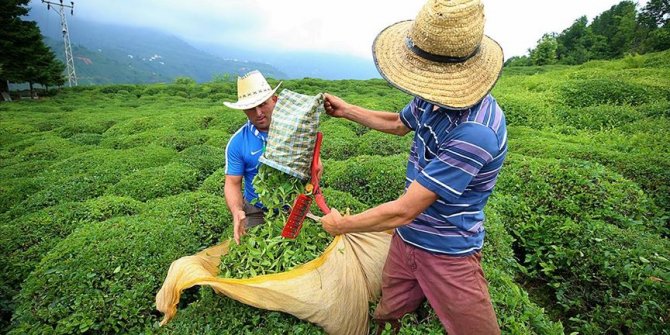 Rize'ye çay toplamak için gelecek yaklaşık 20 bin kişi için önlemler alındı