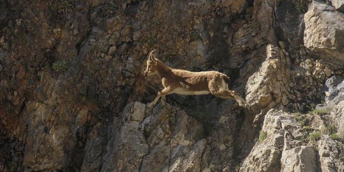 Koruma altındaki yaban keçileri Kırkmerdiven Vadisi'ni mesken tuttu