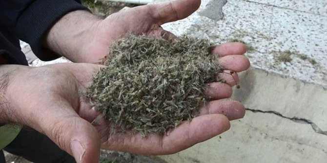 Büyükçekmece'de kronomid istilası halkı bıktırdı