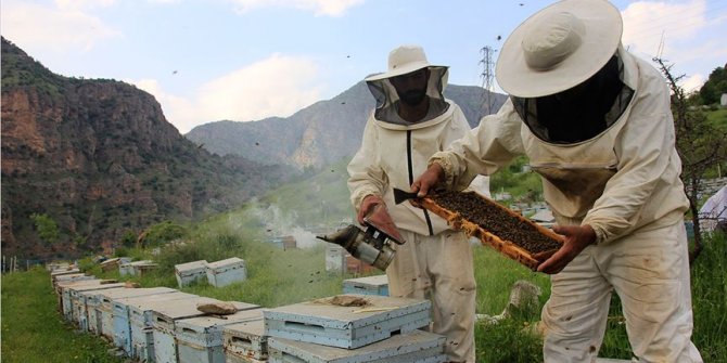 Hakkari'de binbir çeşit çiçekten bal üretimi başladı