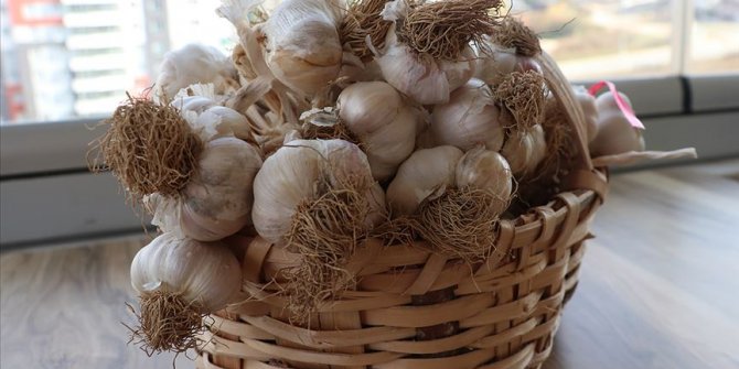 'Mayıs ve haziran aylarında satılan sarımsak Taşköprü sarımsağı değildir' uyarısı