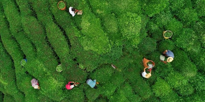 Trabzon'a çay hasadına gitmek için 7 bin 769 üretici başvurdu