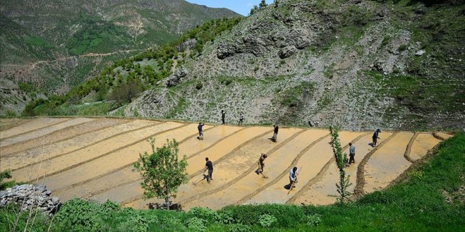 Çamurdan oluşturdukları havuzlarda doğal yöntemlerle çeltik üretiyorlar
