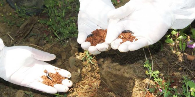 Adana'da binlerce faydalı böcek doğaya salıverildi