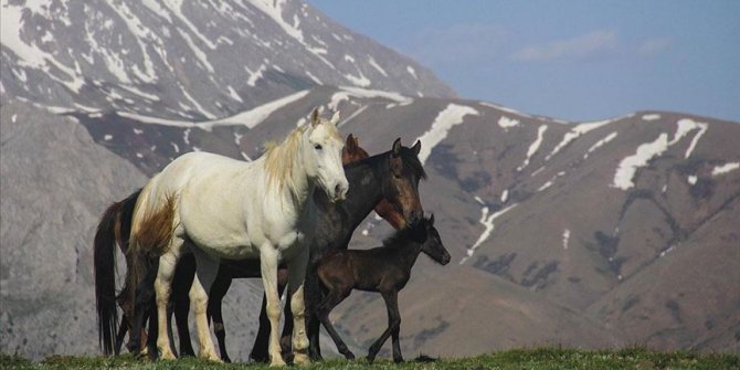Mercan Dağları yavru yılkı atlarıyla şenlendi