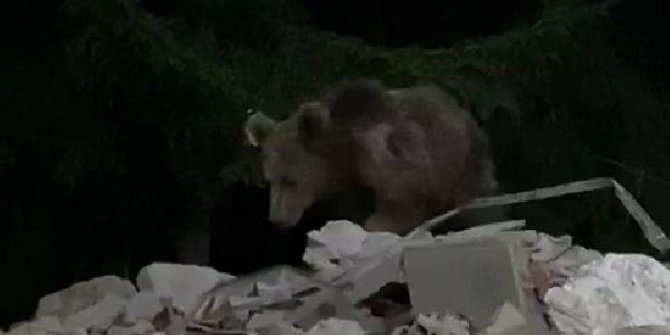 Evin bahçesine giren boz ayı görüntülendi