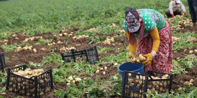 Hasadı başlayan patates ve soğanın ihracatı kontrollü açılıyor