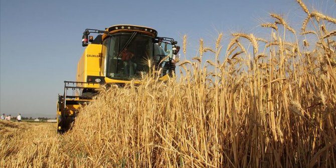 Hatay'da buğday hasadı başladı