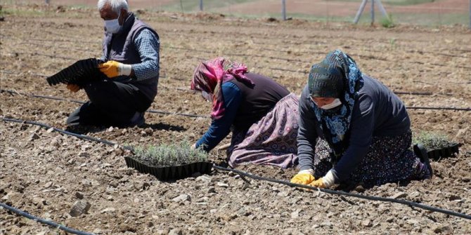 Sivas'ın kıraç topraklarında lavanta yetiştirilecek