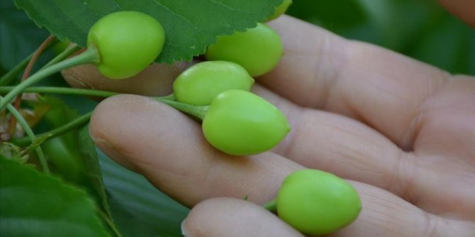 Malatya'nın tescilli 'dalbastı' kirazında yüksek kalite bekleniyor