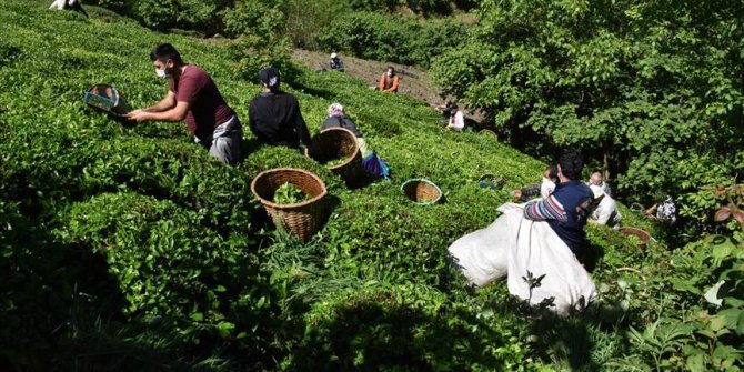 Ordulu fındık üreticileri imece usulü çay hasadına başladı