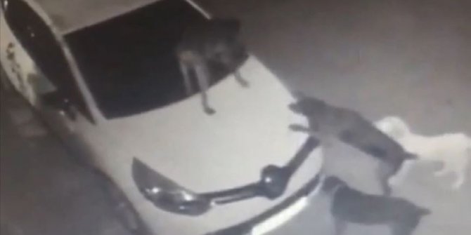 Park halindeki otomobile saldıran köpekler tamponu kopardı