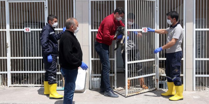 Yenimahalle’de 232 köpek sıcak yuvaya kavuştu