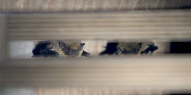 20 yıldır yarasalar üzerinde çalışan biyologdan 'yarasaları öldürmeyin' uyarısı
