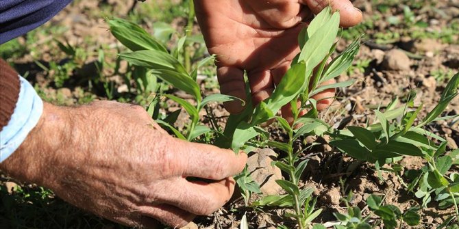 Kalkınma ajansı desteğiyle yerli tohumdan 2 milyon fide yetiştirildi