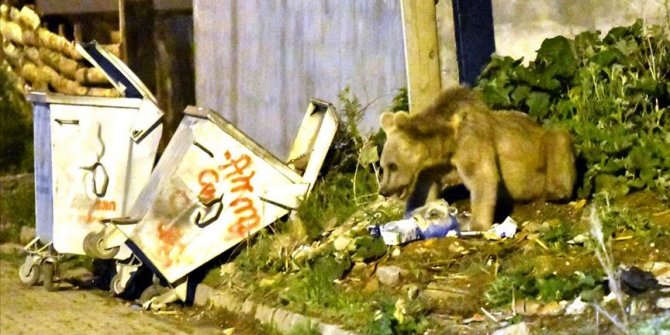 Kars'ta acıkan bozayı mahalleye inerek yiyecek aradı