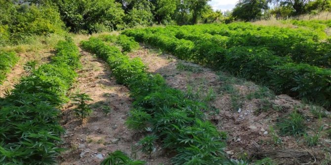 Diyarbakır'da 110 kilogram esrar, 330 bin 603 kök Hint keneviri ele geçirildi