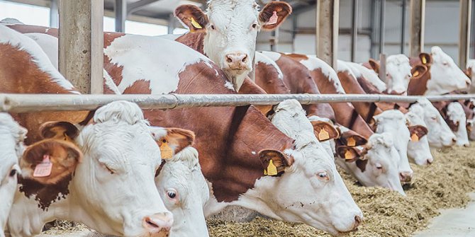Tarım ve Orman Bakanlığı izniyle 150 bin baş besilik erkek sığır ithal edilecek