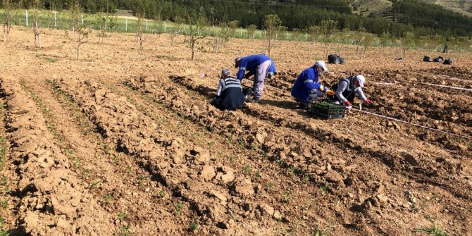 Mamak Belediyesi’nden tarım seferberliği