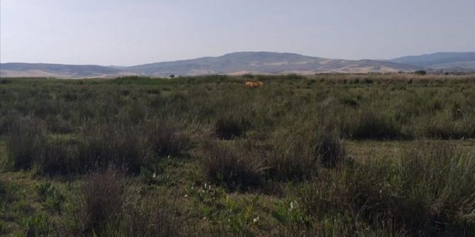 Çorum'da jandarma ve avcılar 'aslan' izi sürecek