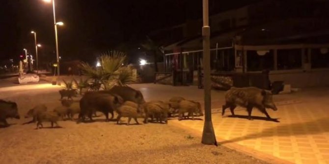 Marmarisliler domuz korkusu yaşıyor