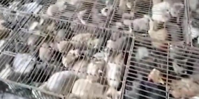 Çin’de “yemek” için tutulan 700 kedi kurtarıldı