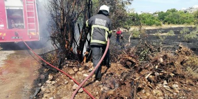 Bodrum'da zeytinlik alanda yangın